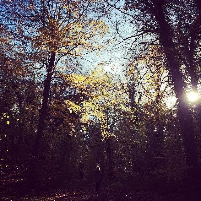 Leaves Photograph - #wintersun #walk #forest #leaves by Emma O Brien