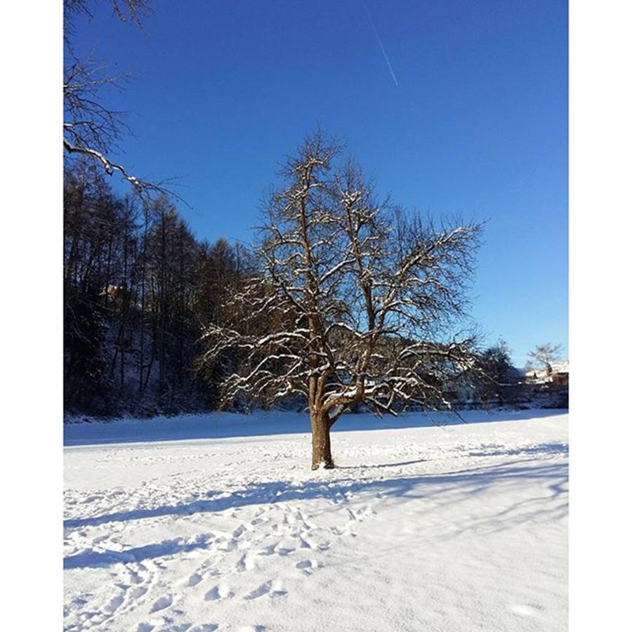 Tree Photograph - Winterszene by Heinz Rainer