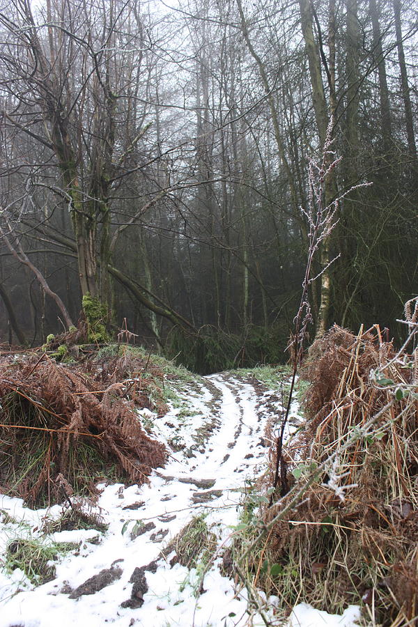 Wintertime on Cannock Chase Photograph by Jean Walker