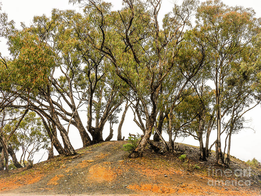 Wintery Australian Landscape Photograph by Lexa Harpell