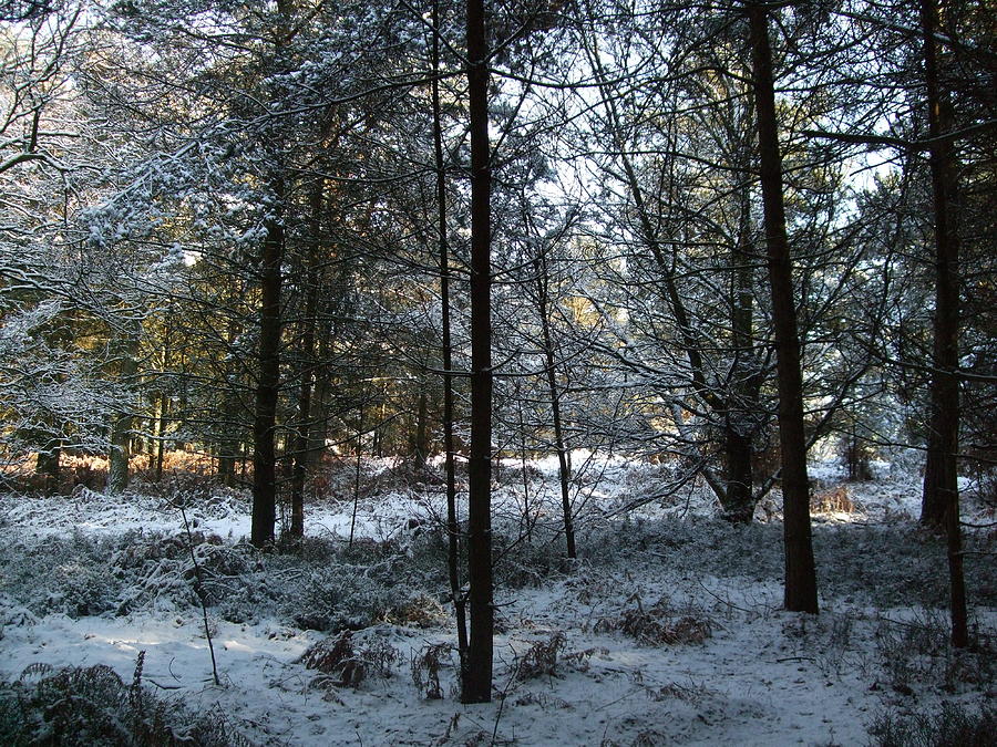 Wintery Morning on Cannock Chase Photograph by Jean Walker