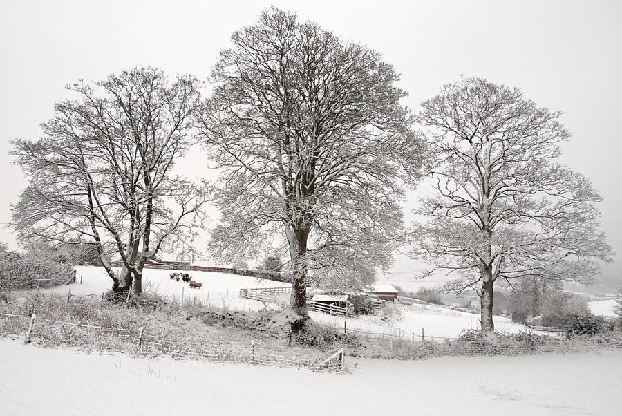 Wintery scene Photograph by Pete Hemington
