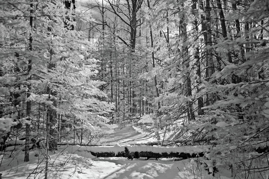 Wintery Trail 6310 Photograph by Michael Peychich