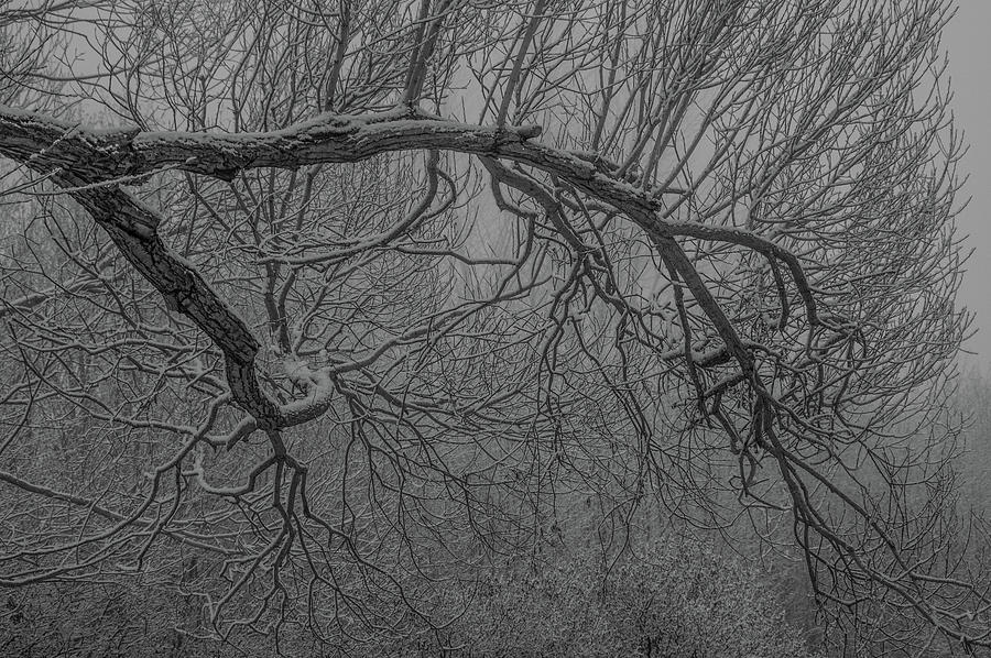 Wintery Tree Photograph by Jedediah Hohf