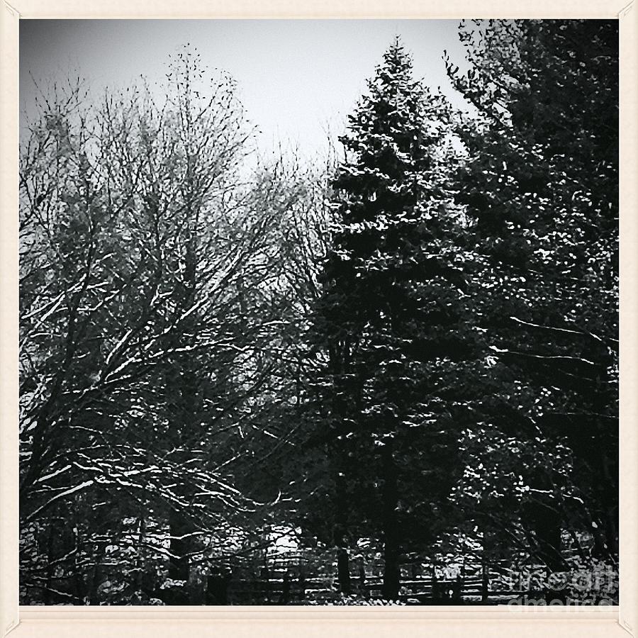Wintery Woods Photograph by Frank J Casella Wintery Woods Photograph by Frank J Casella