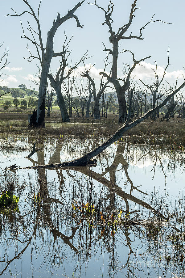 Winton Wetlands Photograph by Linda Lees