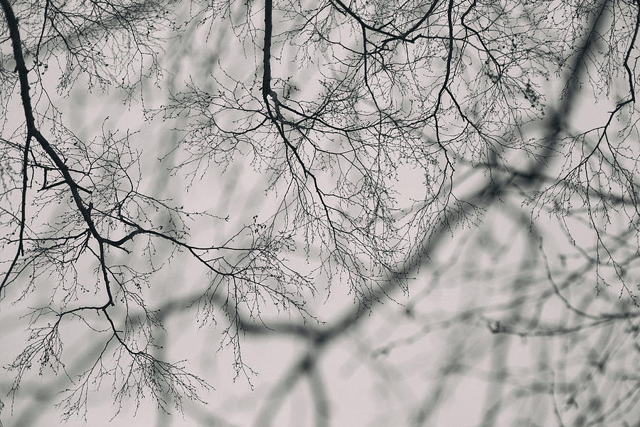Wintry branches Photograph by Kunal Mehra
