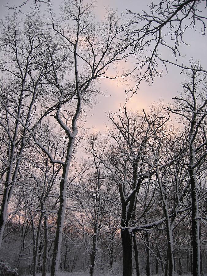 Wintry Dusk Photograph by Dylan Punke