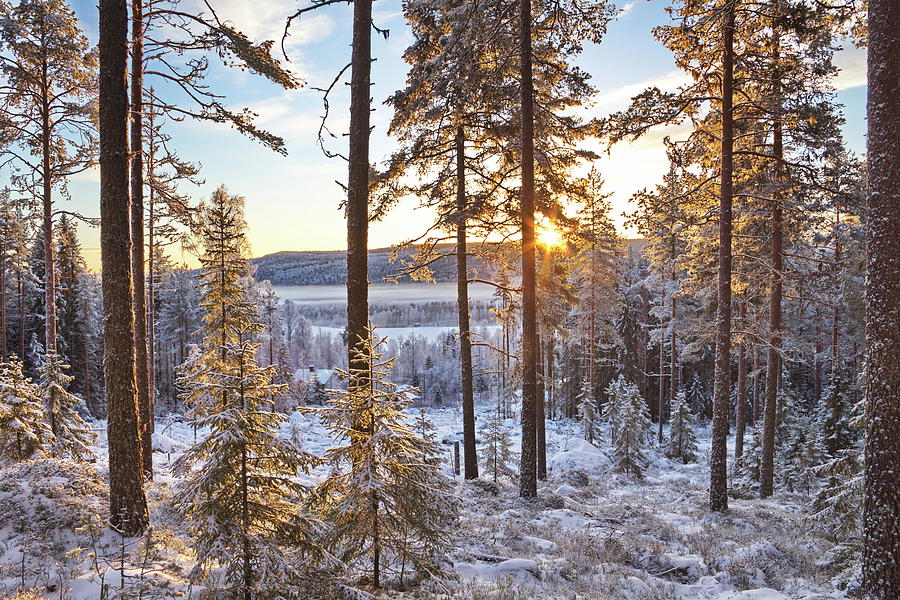 Wintry Forest At Sunrise Photograph