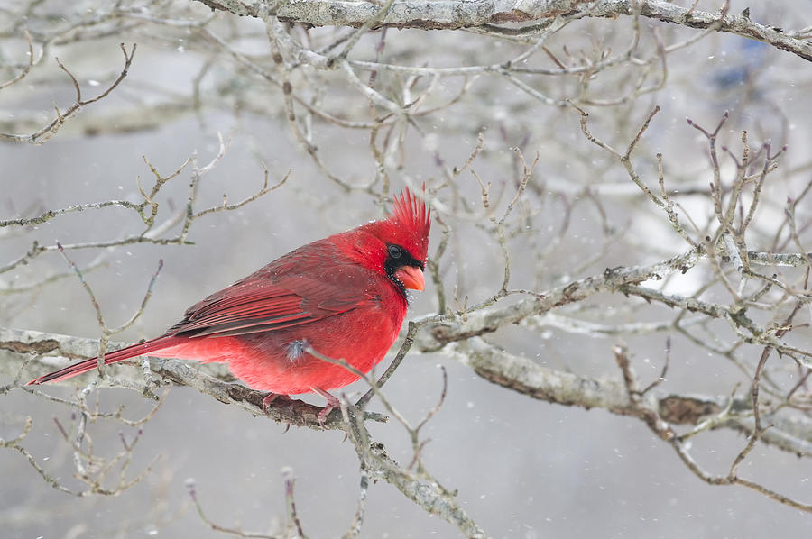 Animal Photograph - Wintry Northern Cardinal by Lori Coleman