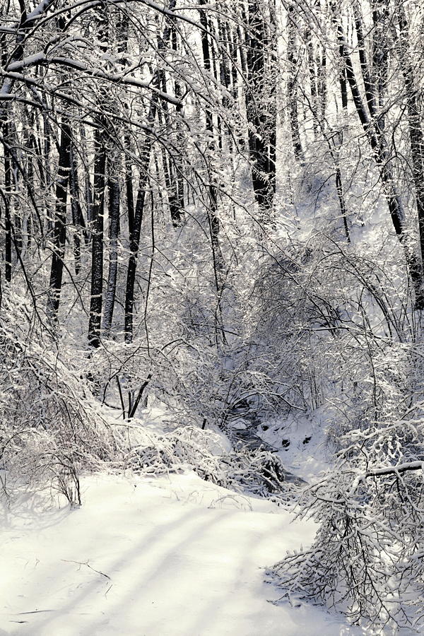 Wintry Scene Photograph by Sally Weigand