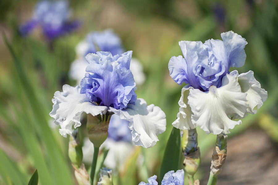 Wintry Sky. The Beauty of Irises Photograph by Jenny Rainbow