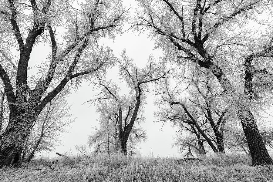 Wintry Trees on the Plains Photograph by Tony Hake