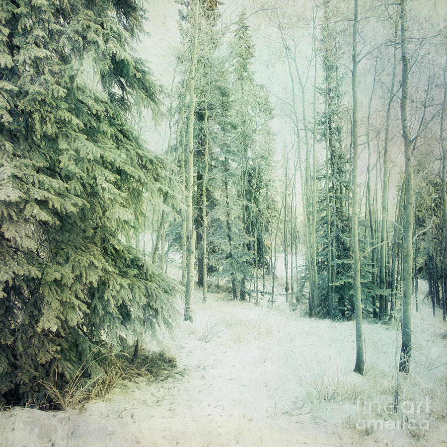 Wintry Woods Photograph by Priska Wettstein