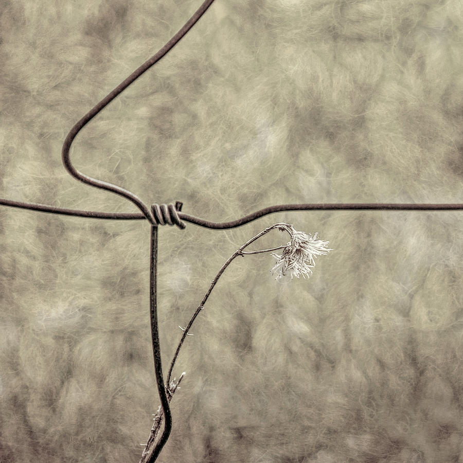 Wire and Weed Brown Photograph by Jennie Marie Schell