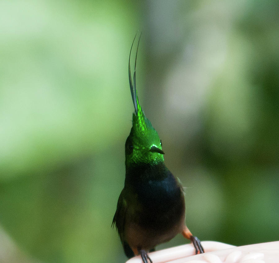 Wire-crested Thorntail Photograph by Cascade Colors
