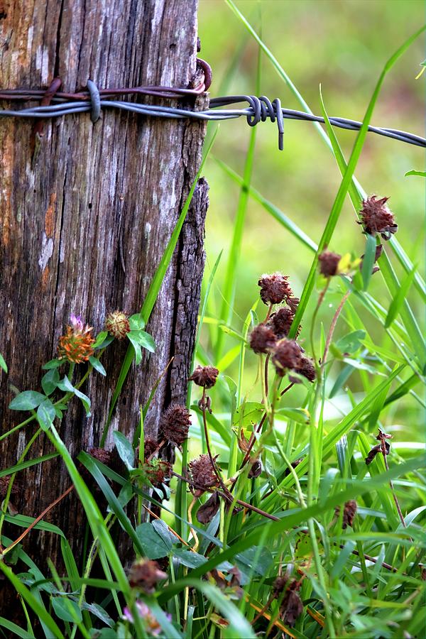 Wire Fence Post  Photograph by Carol Montoya
