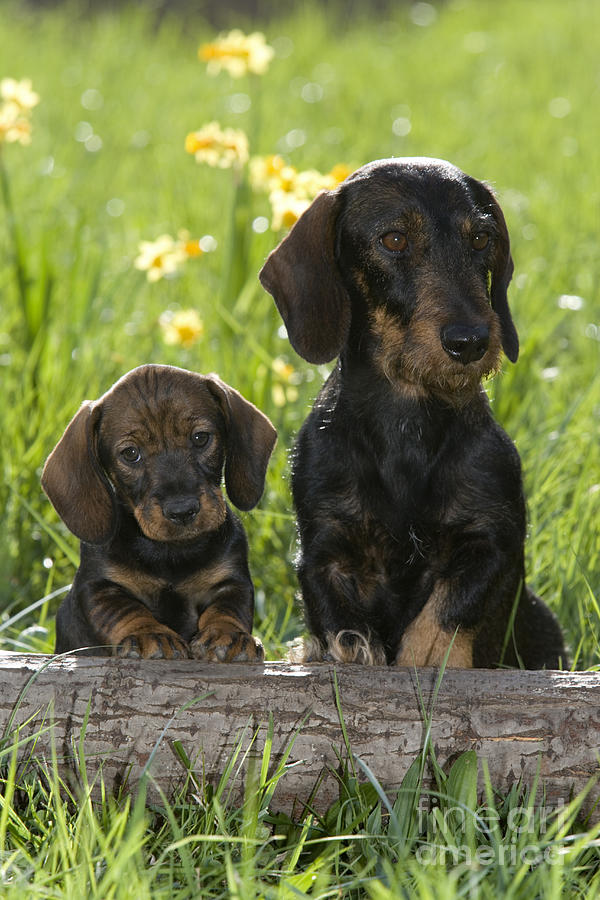 Wire-haired Dachshunds Photograph by Jean-Louis Klein and Marie-Luce Hubert