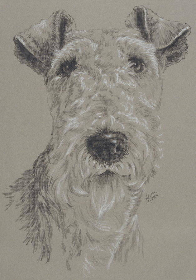 Wire-haired Fox Terrier Drawing by Barbara Keith