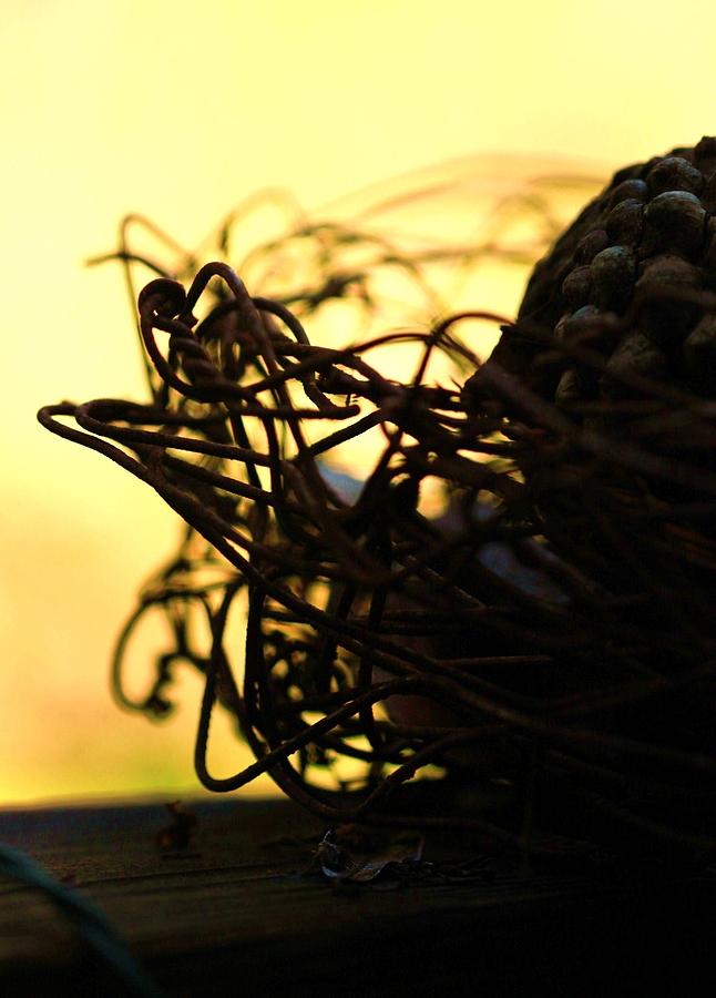 Wire Nest Photograph by Amy Neal