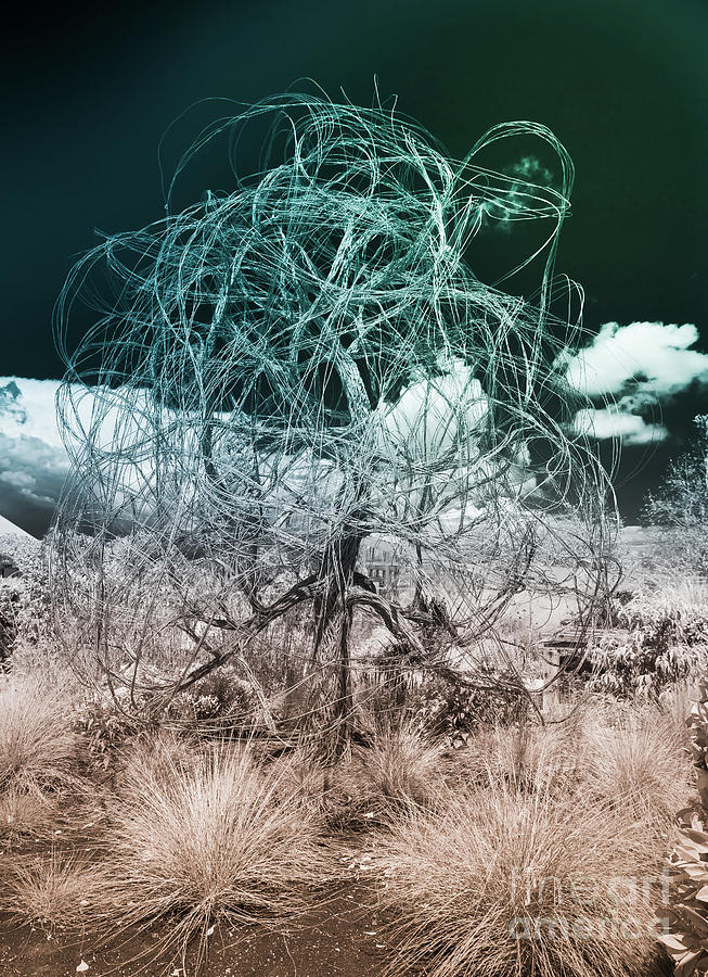 Wire Tree Photograph by Blake Webster