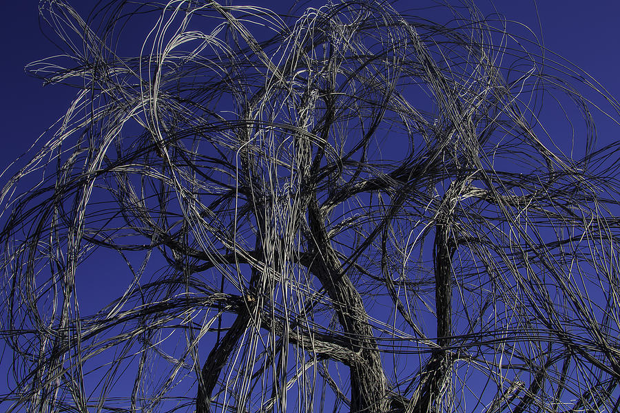 Wire Tree Photograph by Garry Gay