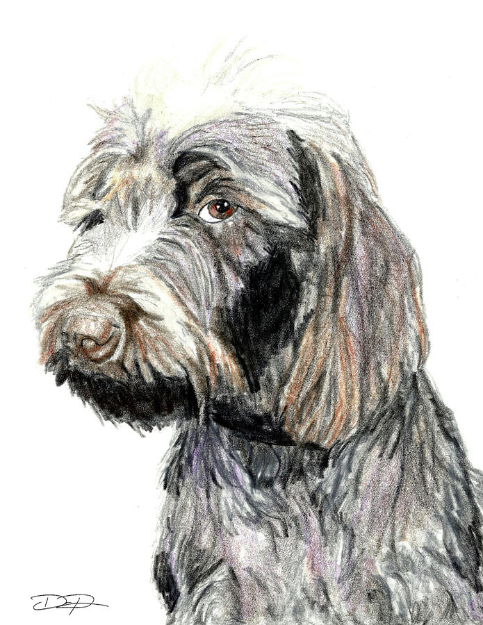 Wirehaired Pointing Griffon Dog Drawing by Dan Pearce - Pixels