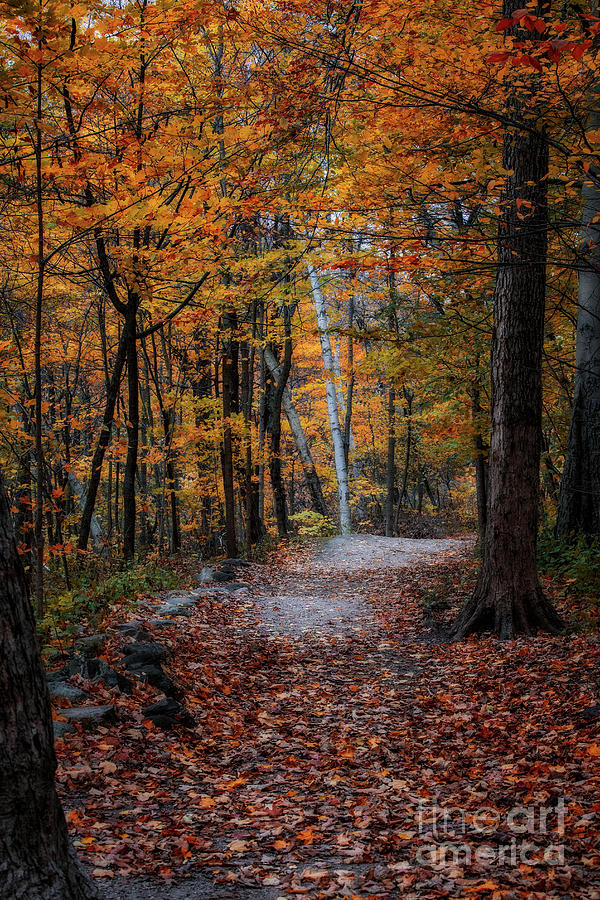 Wisconsin Autumn Photograph by Jarrod Erbe