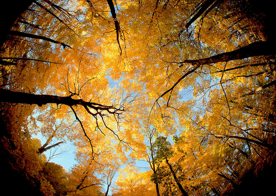 Wisconsin Canopy Photograph by Todd Klassy