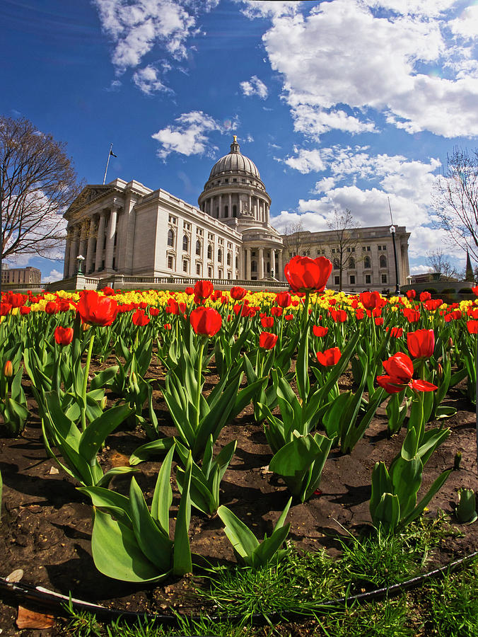 Wisconsin Capitol and Tulips 3 Photograph by Steven Ralser