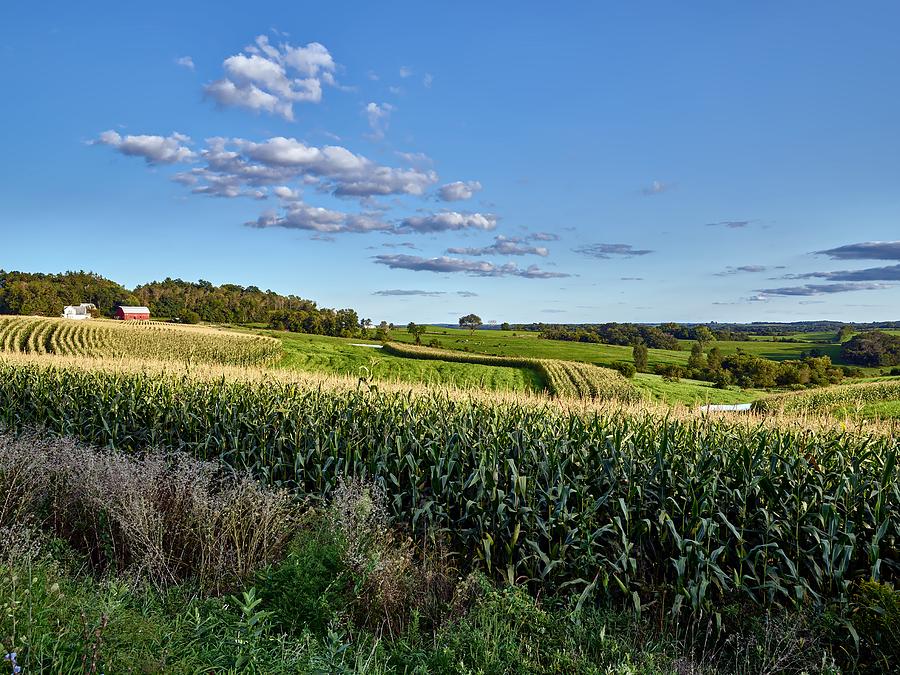 Wisconsin Cornfields Photograph by Mountain Dreams - Fine Art America