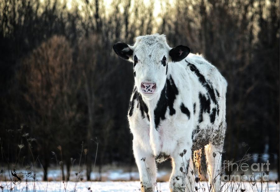 Wisconsin Dairy Cow Photograph