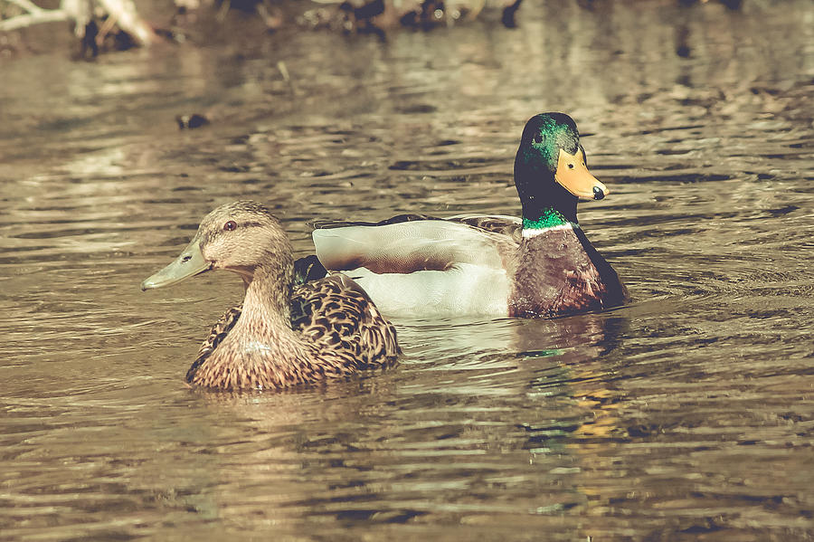 Wisconsin Ducks Photograph by Viviana  Nadowski