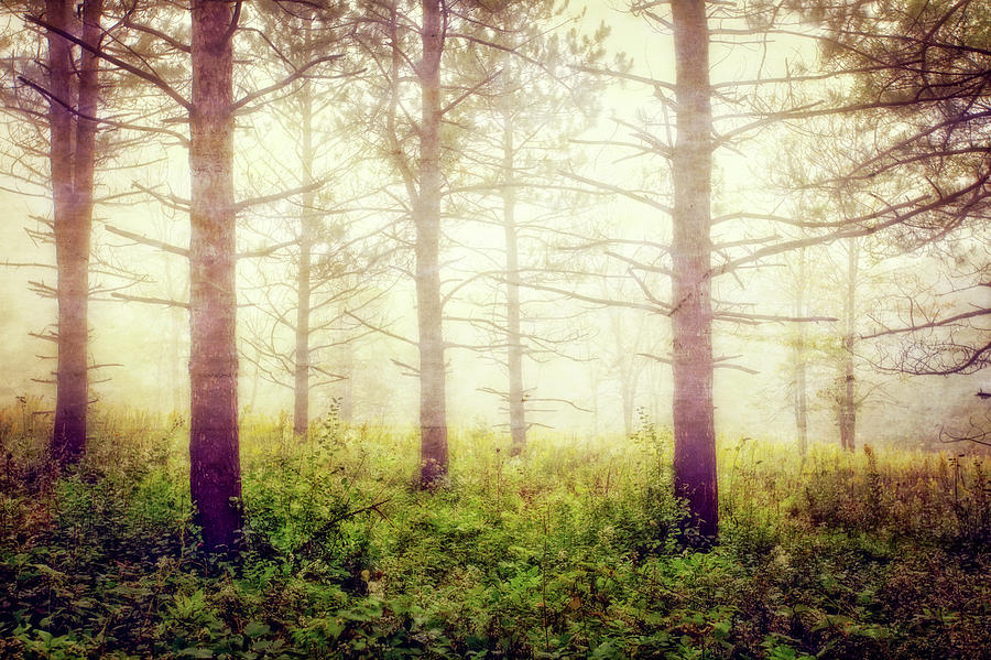 Wisconsin Foggy Forest Photograph by Jennifer Rondinelli Reilly - Fine Art Photography