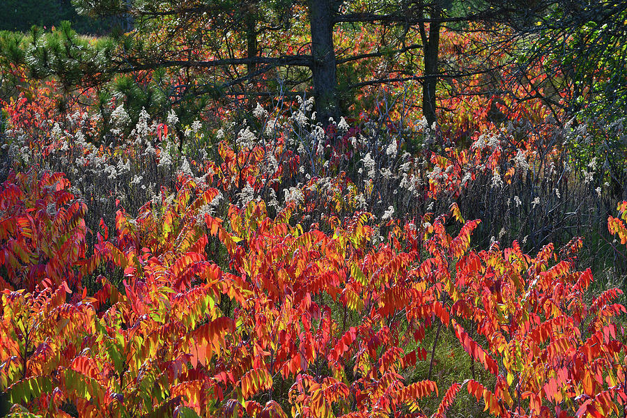 Wisconsin Forest Fall Color Sumac Photograph by Ray Mathis