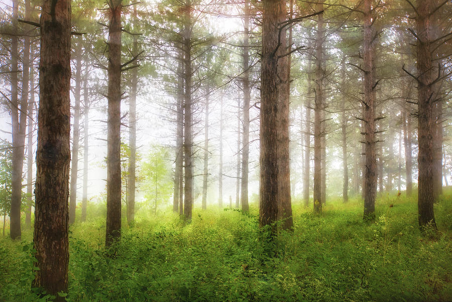 Wisconsin Forest Photograph by Jennifer Rondinelli Reilly - Fine Art Photography