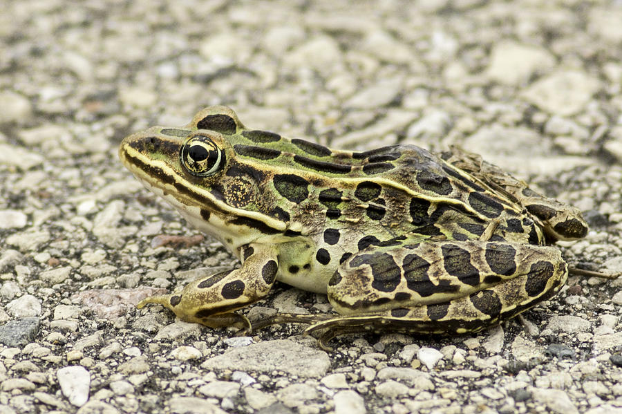 Wisconsin Leopard Frog Photograph by Natural Focal Point Photography