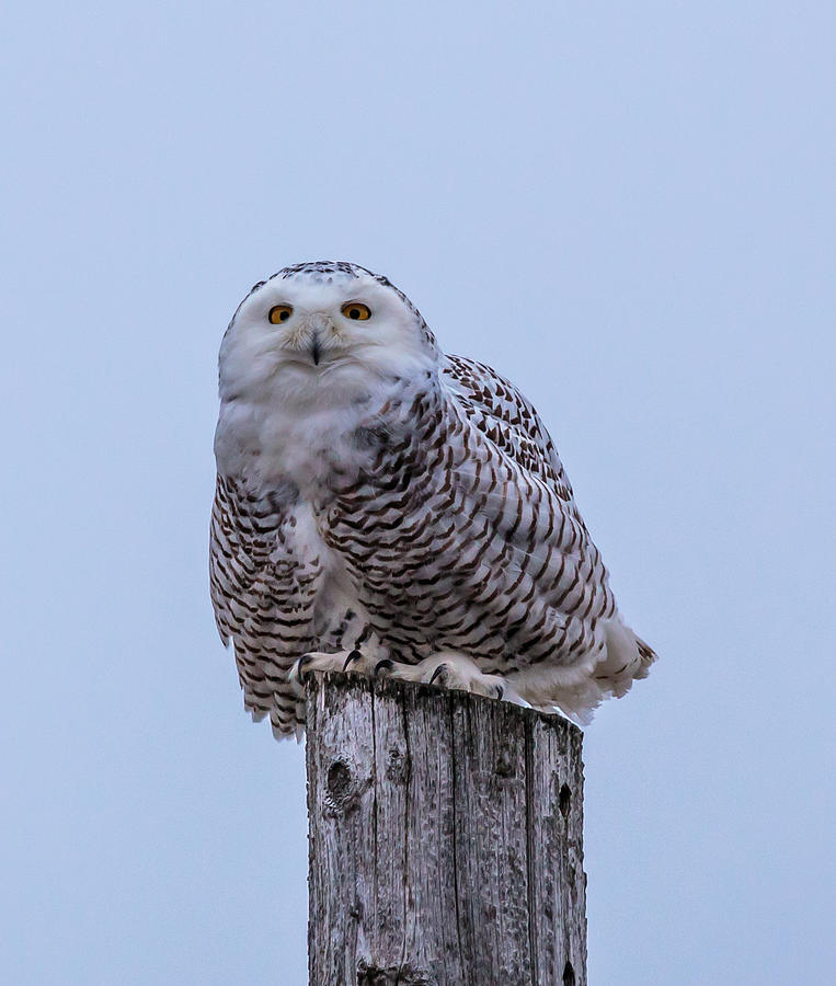 Winter Photograph - Wisconsin Snowy Owl by Paul Schultz