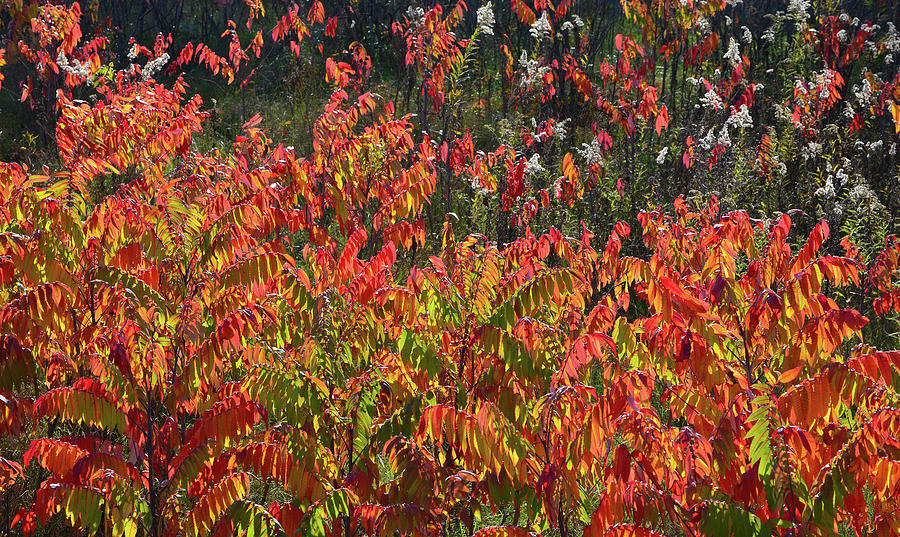 Wisconsin Sumac Fall Color  Photograph by Ray Mathis