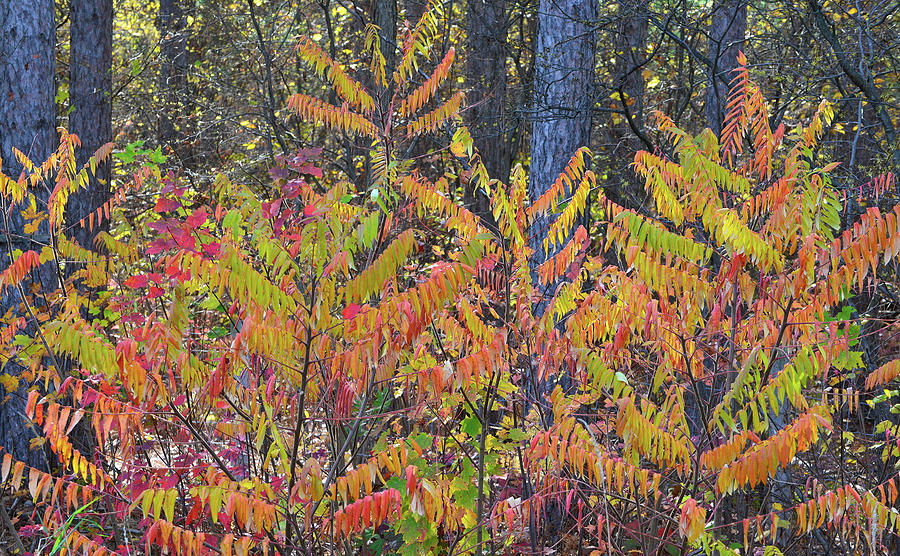 Wisconsin Sumac in Fall Color Photograph by Ray Mathis Fine Art America