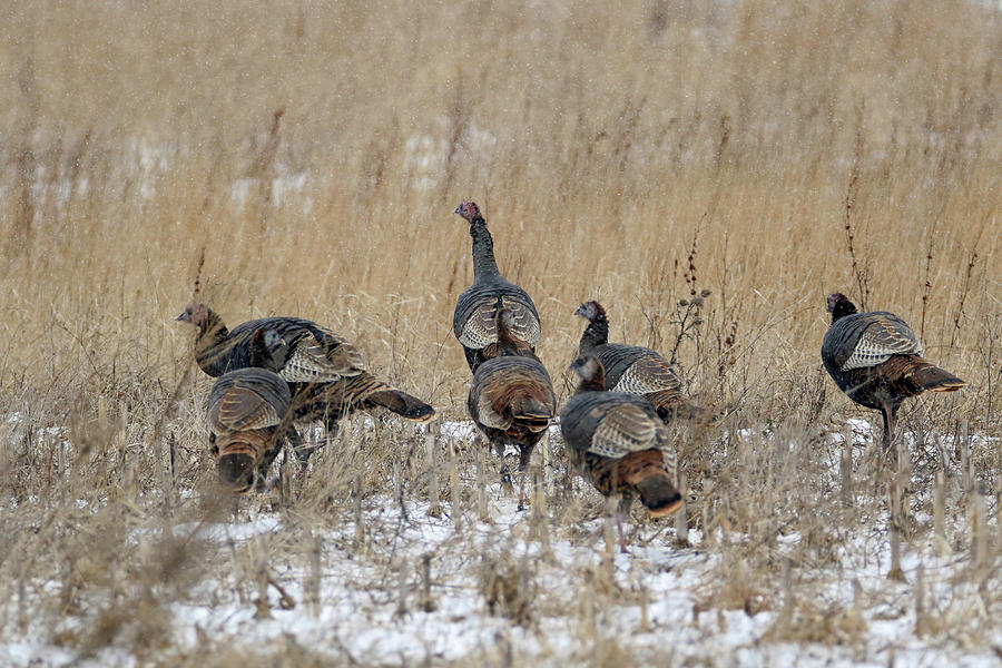 Wisconsin Turkeys Photograph by Brook Burling