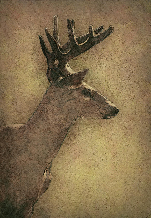Deer Painting - Wisconsin White Tail Buck Sketch by Jack Zulli