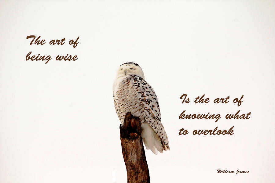 Owl Photograph - Wisdom by Debbie Oppermann