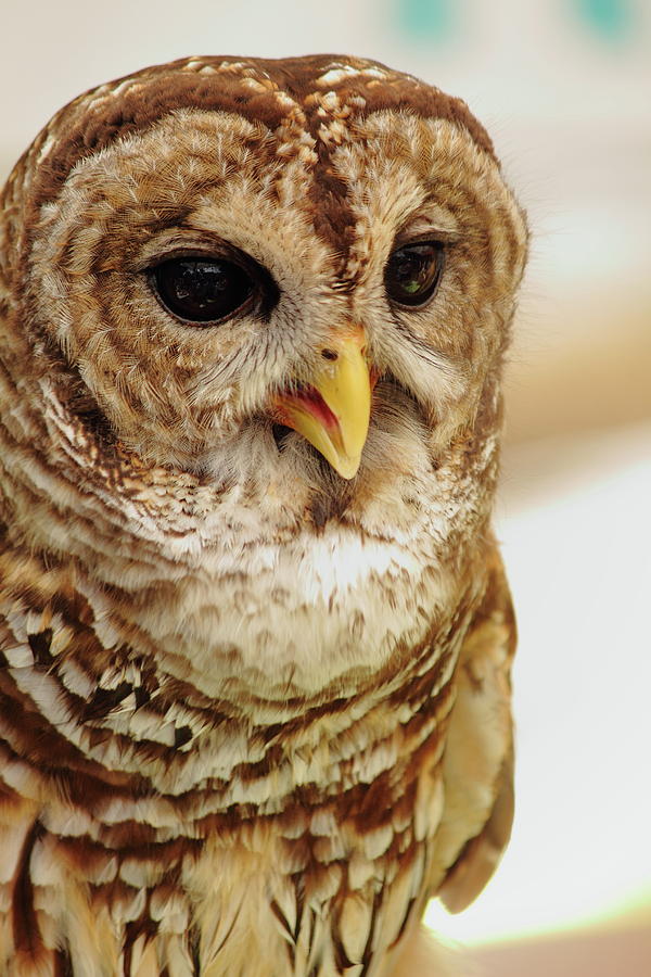 Owl Photograph - Wisdom by Jamie Smith