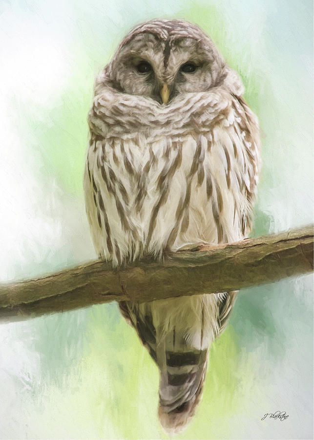 Wisdom Listens - Barred Owl Art Painting by Jordan Blackstone