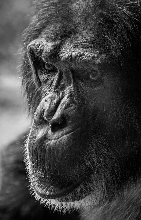 Wisdom of the Wild Photograph by James Woody