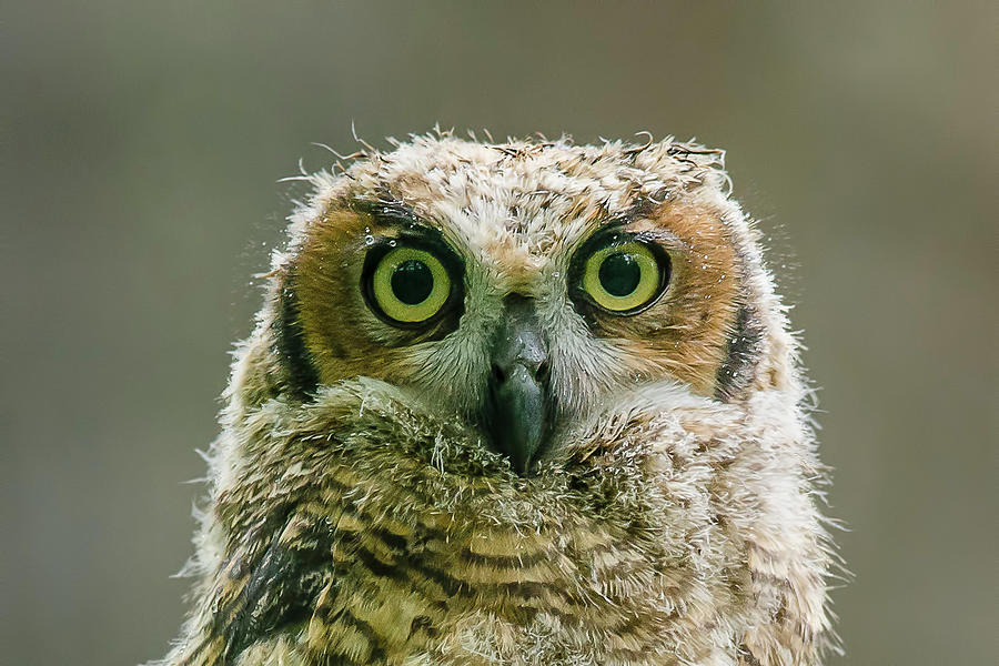 Owl Photograph - Wise Eyes by Morris Finkelstein