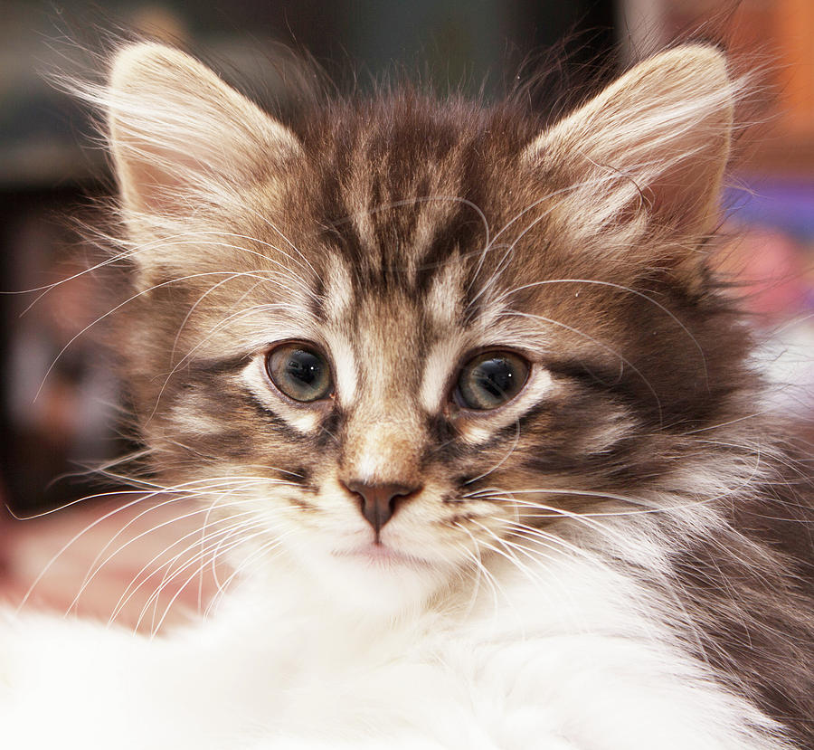 Wise Kitten Photograph by Spirit Vision Photography - Fine Art America