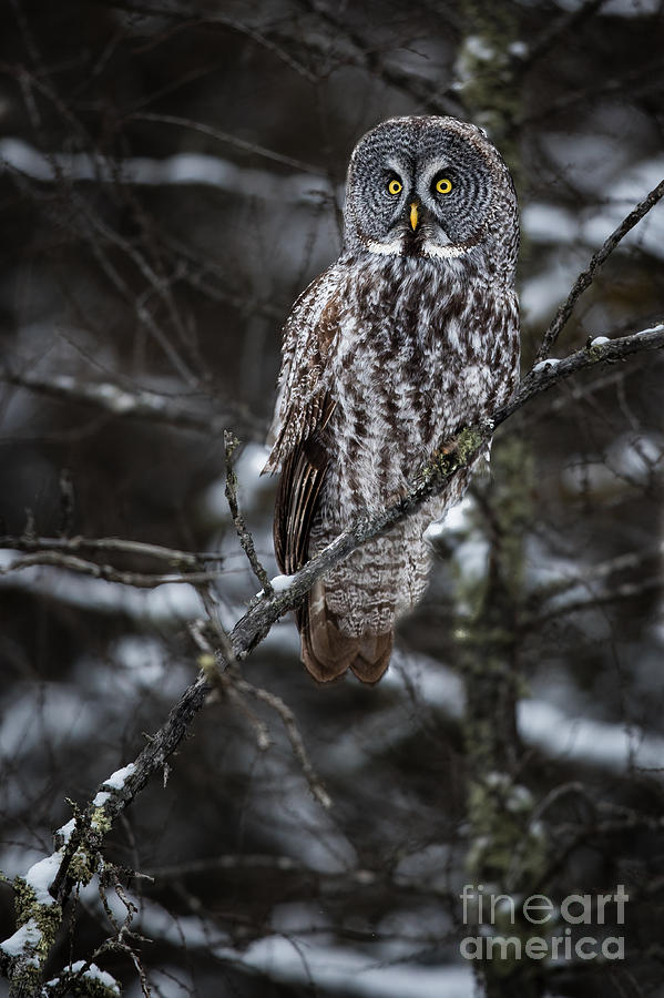Wise Old Owl Photograph by Rudy Viereckl