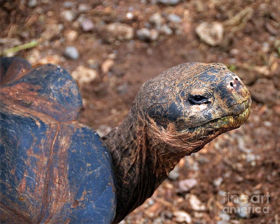 Reptile Photograph - Wise Old Tortoise by Catherine Sherman